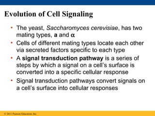Evolution of Cell Signaling
• The yeast, Saccharomyces cerevisiae, has two
mating types, a and α
• Cells of different mating types locate each other
via secreted factors specific to each type
• A signal transduction pathway is a series of
steps by which a signal on a cell’s surface is
converted into a specific cellular response
• Signal transduction pathways convert signals on
a cell’s surface into cellular responses
© 2011 Pearson Education, Inc.
 