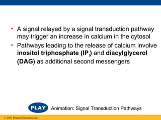 • A signal relayed by a signal transduction pathway
may trigger an increase in calcium in the cytosol
• Pathways leading to the release of calcium involve
inositol triphosphate (IP3) and diacylglycerol
(DAG) as additional second messengers
© 2011 Pearson Education, Inc.
Animation: Signal Transduction Pathways
 