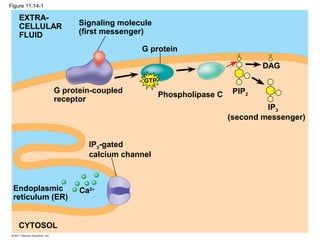 G protein
EXTRA-
CELLULAR
FLUID
Signaling molecule
(first messenger)
G protein-coupled
receptor
Phospholipase C
DAG
PIP2
IP3
(second messenger)
IP3-gated
calcium channel
Endoplasmic
reticulum (ER)
CYTOSOL
Ca2+
GTP
Figure 11.14-1
 