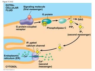 Figure 11.14-2
G protein
EXTRA-
CELLULAR
FLUID
Signaling molecule
(first messenger)
G protein-coupled
receptor
Phospholipase C
DAG
PIP2
IP3
(second messenger)
IP3-gated
calcium channel
Endoplasmic
reticulum (ER)
CYTOSOL
Ca2+
(second
messenger)
Ca2+
GTP
 