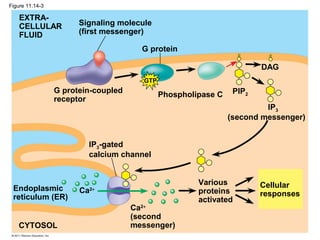 Figure 11.14-3
G protein
EXTRA-
CELLULAR
FLUID
Signaling molecule
(first messenger)
G protein-coupled
receptor
Phospholipase C
DAG
PIP2
IP3
(second messenger)
IP3-gated
calcium channel
Endoplasmic
reticulum (ER)
CYTOSOL
Various
proteins
activated
Cellular
responses
Ca2+
(second
messenger)
Ca2+
GTP
 