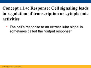 Concept 11.4: Response: Cell signaling leads
to regulation of transcription or cytoplasmic
activities
• The cell’s response to an extracellular signal is
sometimes called the “output response”
© 2011 Pearson Education, Inc.
 