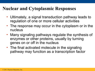 Nuclear and Cytoplasmic Responses
• Ultimately, a signal transduction pathway leads to
regulation of one or more cellular activities
• The response may occur in the cytoplasm or in the
nucleus
• Many signaling pathways regulate the synthesis of
enzymes or other proteins, usually by turning
genes on or off in the nucleus
• The final activated molecule in the signaling
pathway may function as a transcription factor
© 2011 Pearson Education, Inc.
 