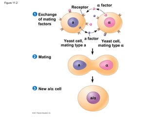 Figure 11.2
Exchange
of mating
factors
Receptor
α factor
a factor
Yeast cell,
mating type a
Yeast cell,
mating type α
Mating
New a/α cell
1
2
3
a
a
a/α
α
α
 