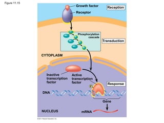 Figure 11.15
Growth factor
Receptor
Reception
Transduction
CYTOPLASM
Response
Inactive
transcription
factor
Active
transcription
factor
DNA
NUCLEUS mRNA
Gene
Phosphorylation
cascade
P
 
