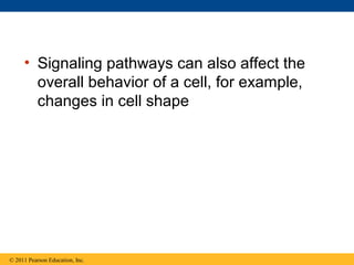 • Signaling pathways can also affect the
overall behavior of a cell, for example,
changes in cell shape
© 2011 Pearson Education, Inc.
 