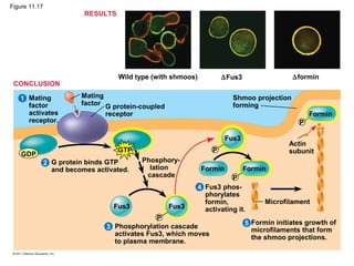 Wild type (with shmoos) ∆Fus3 ∆formin
Mating
factor
activates
receptor.
Mating
factor G protein-coupled
receptor
Shmoo projection
forming
Formin
G protein binds GTP
and becomes activated.
2
1
3
4
5
P
P
P
P
ForminFormin
Fus3
Fus3Fus3
GDP
GTP
Phosphory-
lation
cascade
Microfilament
Actin
subunit
Phosphorylation cascade
activates Fus3, which moves
to plasma membrane.
Fus3 phos-
phorylates
formin,
activating it.
Formin initiates growth of
microfilaments that form
the shmoo projections.
RESULTS
CONCLUSION
Figure 11.17
 