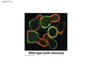 Figure 11.17a
Wild type (with shmoos)
 
