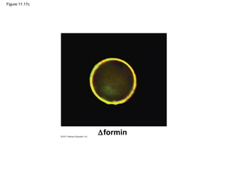 Figure 11.17c
∆formin
 
