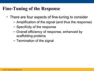 Fine-Tuning of the Response
• There are four aspects of fine-tuning to consider
– Amplification of the signal (and thus the response)
– Specificity of the response
– Overall efficiency of response, enhanced by
scaffolding proteins
– Termination of the signal
© 2011 Pearson Education, Inc.
 
