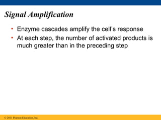 Signal Amplification
• Enzyme cascades amplify the cell’s response
• At each step, the number of activated products is
much greater than in the preceding step
© 2011 Pearson Education, Inc.
 