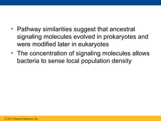• Pathway similarities suggest that ancestral
signaling molecules evolved in prokaryotes and
were modified later in eukaryotes
• The concentration of signaling molecules allows
bacteria to sense local population density
© 2011 Pearson Education, Inc.
 