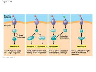 Figure 11.18
Signaling
molecule
Receptor
Relay
molecules
Response 1
Cell A. Pathway leads
to a single response.
Response 2 Response 3 Response 4 Response 5
Activation
or inhibition
Cell B. Pathway branches,
leading to two responses.
Cell C. Cross-talk occurs
between two pathways.
Cell D. Different receptor
leads to a different
response.
 