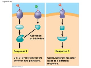 Response 4 Response 5
Activation
or inhibition
Cell C. Cross-talk occurs
between two pathways.
Cell D. Different receptor
leads to a different
response.
Figure 11.18b
 