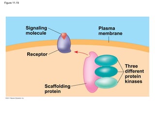 Figure 11.19
Signaling
molecule
Receptor
Plasma
membrane
Scaffolding
protein
Three
different
protein
kinases
 