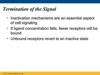 Termination of the Signal
• Inactivation mechanisms are an essential aspect
of cell signaling
• If ligand concentration falls, fewer receptors will be
bound
• Unbound receptors revert to an inactive state
© 2011 Pearson Education, Inc.
 