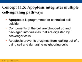 Concept 11.5: Apoptosis integrates multiple
cell-signaling pathways
• Apoptosis is programmed or controlled cell
suicide
• Components of the cell are chopped up and
packaged into vesicles that are digested by
scavenger cells
• Apoptosis prevents enzymes from leaking out of a
dying cell and damaging neighboring cells
© 2011 Pearson Education, Inc.
 
