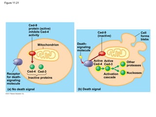 Figure 11.21
Mitochondrion
Ced-9
protein (active)
inhibits Ced-4
activity
Receptor
for death-
signaling
molecule
Ced-4 Ced-3
Inactive proteins
(a) No death signal
Death-
signaling
molecule
Ced-9
(inactive)
Cell
forms
blebs
Active
Ced-4
Active
Ced-3
Other
proteases
NucleasesActivation
cascade
(b) Death signal
 