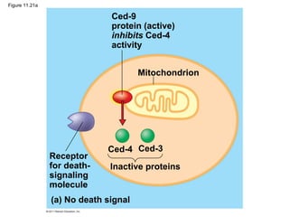 Figure 11.21a
Mitochondrion
Ced-9
protein (active)
inhibits Ced-4
activity
Receptor
for death-
signaling
molecule
Ced-4 Ced-3
Inactive proteins
(a) No death signal
 