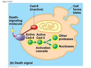 Death-
signaling
molecule
Ced-9
(inactive)
Cell
forms
blebs
Active
Ced-4
Active
Ced-3
Other
proteases
NucleasesActivation
cascade
(b) Death signal
Figure 11.21b
 
