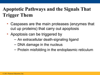 Apoptotic Pathways and the Signals That
Trigger Them
• Caspases are the main proteases (enzymes that
cut up proteins) that carry out apoptosis
• Apoptosis can be triggered by
– An extracellular death-signaling ligand
– DNA damage in the nucleus
– Protein misfolding in the endoplasmic reticulum
© 2011 Pearson Education, Inc.
 