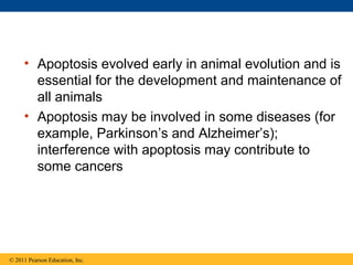 • Apoptosis evolved early in animal evolution and is
essential for the development and maintenance of
all animals
• Apoptosis may be involved in some diseases (for
example, Parkinson’s and Alzheimer’s);
interference with apoptosis may contribute to
some cancers
© 2011 Pearson Education, Inc.
 