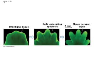 Figure 11.22
Interdigital tissue
Cells undergoing
apoptosis
Space between
digits1 mm
 