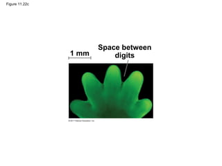 Figure 11.22c
Space between
digits1 mm
 