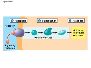 Figure 11.UN01
Reception1 2 3Transduction Response
Receptor
Signaling
molecule
Relay molecules
Activation
of cellular
response
 
