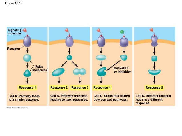 Ch 11 Cell Communication