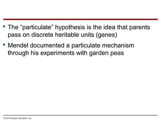 Particulate Inheritance Simple Example Biology in Focus - Chapter 11 | PPT