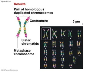 Figure 10.3-2
© 2016 Pearson Education, Inc.
Results
Pair of homologous
duplicated chromosomes
Centromere 5 m
Sister
chromatids
Metaphase
chromosome
 