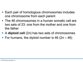  Each pair of homologous chromosomes includes
one chromosome from each parent
 The 46 chromosomes in a human somatic cell are
two sets of 23: one from the mother and one from
the father
 A diploid cell (2n) has two sets of chromosomes
 For humans, the diploid number is 46 (2n  46)
© 2016 Pearson Education, Inc.
 