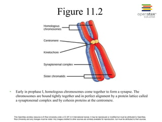 This OpenStax ancillary resource is © Rice University under a CC-BY 4.0 International license; it may be reproduced or modified but must be attributed to OpenStax,
Rice University and any changes must be noted. Any images credited to other sources are similarly available for reproduction, but must be attributed to their sources.
• Early in prophase I, homologous chromosomes come together to form a synapse. The
chromosomes are bound tightly together and in perfect alignment by a protein lattice called
a synaptonemal complex and by cohesin proteins at the centromere.
Figure 11.2
 