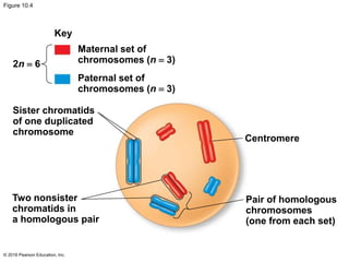 Figure 10.4
© 2016 Pearson Education, Inc.
Key
2n  6
Maternal set of
chromosomes (n  3)
Paternal set of
chromosomes (n  3)
Sister chromatids
of one duplicated
chromosome
Centromere
Two nonsister
chromatids in
a homologous pair
Pair of homologous
chromosomes
(one from each set)
 