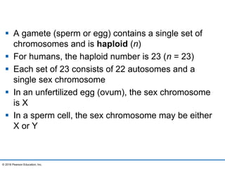  A gamete (sperm or egg) contains a single set of
chromosomes and is haploid (n)
 For humans, the haploid number is 23 (n = 23)
 Each set of 23 consists of 22 autosomes and a
single sex chromosome
 In an unfertilized egg (ovum), the sex chromosome
is X
 In a sperm cell, the sex chromosome may be either
X or Y
© 2016 Pearson Education, Inc.
 