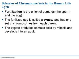 Behavior of Chromosome Sets in the Human Life
Cycle
 Fertilization is the union of gametes (the sperm
and the egg)
 The fertilized egg is called a zygote and has one
set of chromosomes from each parent
 The zygote produces somatic cells by mitosis and
develops into an adult
© 2016 Pearson Education, Inc.
 