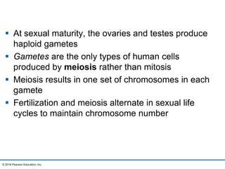  At sexual maturity, the ovaries and testes produce
haploid gametes
 Gametes are the only types of human cells
produced by meiosis rather than mitosis
 Meiosis results in one set of chromosomes in each
gamete
 Fertilization and meiosis alternate in sexual life
cycles to maintain chromosome number
© 2016 Pearson Education, Inc.
 