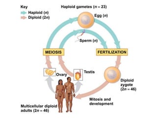 Key
Haploid (n)
Haploid gametes (n  23)
Egg (n)
Sperm (n)
MEIOSIS FERTILIZATION
Ovary
Testis
Diploid
zygote
(2n  46)
Mitosis and
development
Multicellular diploid
adults (2n  46)
Diploid (2n)
 