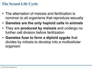 The Sexual Life Cycle
 The alternation of meiosis and fertilization is
common to all organisms that reproduce sexually
 Gametes are the only haploid cells in animals
 They are produced by meiosis and undergo no
further cell division before fertilization
 Gametes fuse to form a diploid zygote that
divides by mitosis to develop into a multicellular
organism
© 2016 Pearson Education, Inc.
 