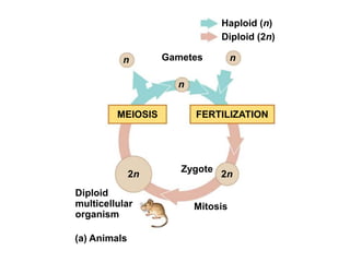Haploid (n)
Diploid (2n)
n Gametes
n
MEIOSIS FERTILIZATION
n
2n
Diploid
multicellular
organism
(a) Animals
Zygote
2n
Mitosis
 