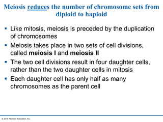 Meiosis reduces the number of chromosome sets from
diploid to haploid
 Like mitosis, meiosis is preceded by the duplication
of chromosomes
 Meiosis takes place in two sets of cell divisions,
called meiosis I and meiosis II
 The two cell divisions result in four daughter cells,
rather than the two daughter cells in mitosis
 Each daughter cell has only half as many
chromosomes as the parent cell
© 2016 Pearson Education, Inc.
 