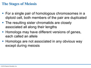The Stages of Meiosis
 For a single pair of homologous chromosomes in a
diploid cell, both members of the pair are duplicated
 The resulting sister chromatids are closely
associated all along their lengths
 Homologs may have different versions of genes,
each called an allele
 Homologs are not associated in any obvious way
except during meiosis
© 2016 Pearson Education, Inc.
 