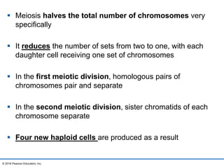  Meiosis halves the total number of chromosomes very
specifically
 It reduces the number of sets from two to one, with each
daughter cell receiving one set of chromosomes
 In the first meiotic division, homologous pairs of
chromosomes pair and separate
 In the second meiotic division, sister chromatids of each
chromosome separate
 Four new haploid cells are produced as a result
© 2016 Pearson Education, Inc.
 