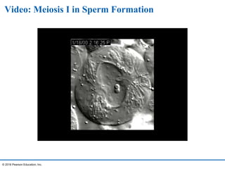 Video: Meiosis I in Sperm Formation
© 2016 Pearson Education, Inc.
 
