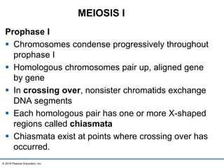 Prophase I
 Chromosomes condense progressively throughout
prophase I
 Homologous chromosomes pair up, aligned gene
by gene
 In crossing over, nonsister chromatids exchange
DNA segments
 Each homologous pair has one or more X-shaped
regions called chiasmata
 Chiasmata exist at points where crossing over has
occurred.
© 2016 Pearson Education, Inc.
MEIOSIS I
 