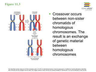 This OpenStax ancillary resource is © Rice University under a CC-BY 4.0 International license; it may be reproduced or modified but must be attributed to OpenStax,
Rice University and any changes must be noted. Any images credited to other sources are similarly available for reproduction, but must be attributed to their sources.
 Crossover occurs
between non-sister
chromatids of
homologous
chromosomes. The
result is an exchange
of genetic material
between
homologous
chromosomes.
Figure 11.3
 