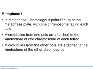 Metaphase I
 In metaphase I, homologous pairs line up at the
metaphase plate, with one chromosome facing each
pole
 Microtubules from one pole are attached to the
kinetochore of one chromosome of each tetrad
 Microtubules from the other pole are attached to the
kinetochore of the other chromosome
© 2016 Pearson Education, Inc.
 