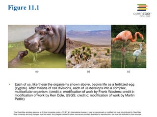 This OpenStax ancillary resource is © Rice University under a CC-BY 4.0 International license; it may be reproduced or modified but must be attributed to OpenStax,
Rice University and any changes must be noted. Any images credited to other sources are similarly available for reproduction, but must be attributed to their sources.
 Each of us, like these the organisms shown above, begins life as a fertilized egg
(zygote). After trillions of cell divisions, each of us develops into a complex,
multicellular organism. (credit a: modification of work by Frank Wouters; credit b:
modification of work by Ken Cole, USGS; credit c: modification of work by Martin
Pettitt)
Figure 11.1
 