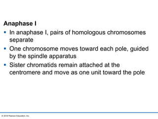 Anaphase I
 In anaphase I, pairs of homologous chromosomes
separate
 One chromosome moves toward each pole, guided
by the spindle apparatus
 Sister chromatids remain attached at the
centromere and move as one unit toward the pole
© 2016 Pearson Education, Inc.
 